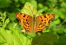 Poligonia c album ©  S. Beshkov